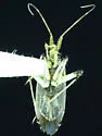 Phytocoris ventralis - photo 4