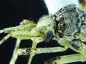 Phytocoris ventralis - photo 5