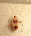 Phytocoris venustus - Phytocoris venustus