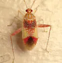 Phytocoris venustus - photo 2