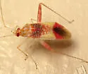 Phytocoris venustus - photo 3