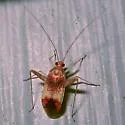 Phytocoris venustus - photo 4