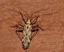 Phytocoris yollabollae - photo 2