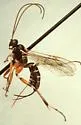 Phytodietus burgessi