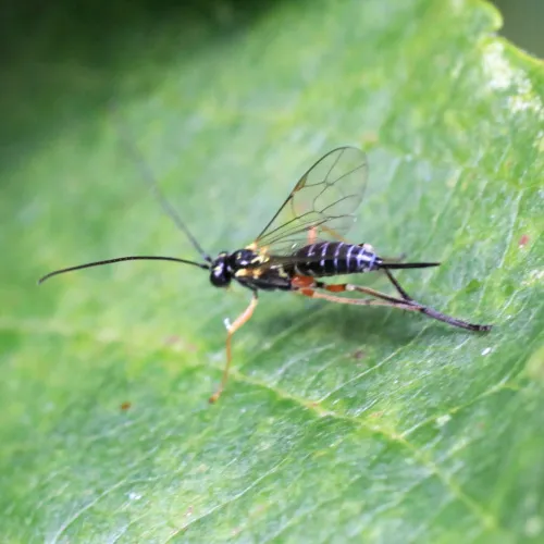Phytodietus polyzonias