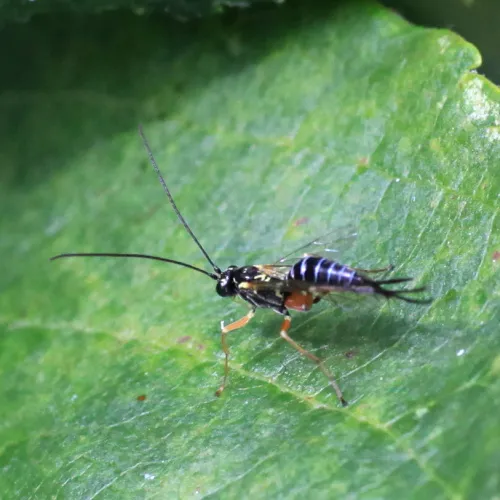 Phytodietus polyzonias - photo 2