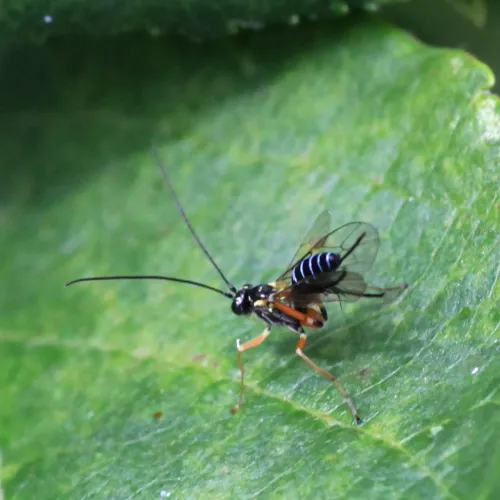 Phytodietus polyzonias - photo 3