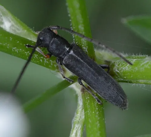 Phytoecia cylindrica - Phytoecia cylindrica