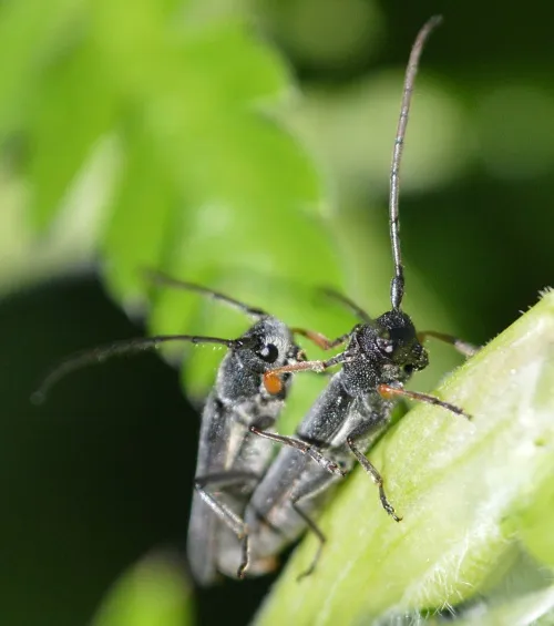 Phytoecia cylindrica - photo 2
