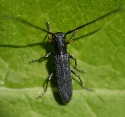 Phytoecia cylindrica - photo 3