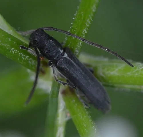 Phytoecia cylindrica - photo 4