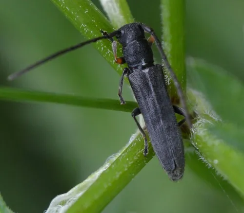 Phytoecia cylindrica - photo 5