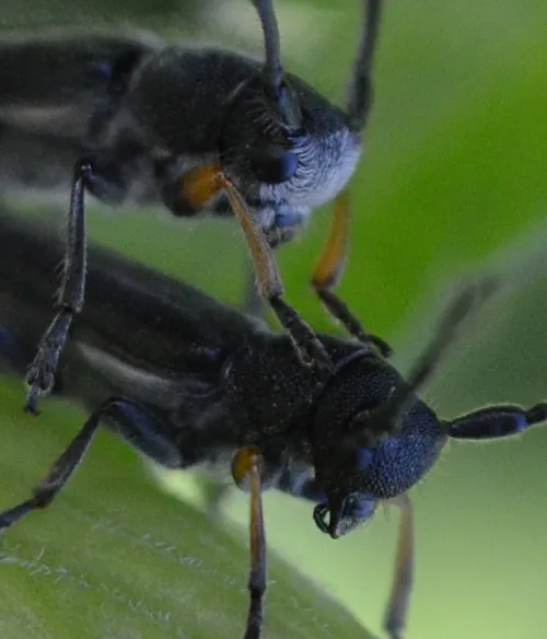 Phytoecia cylindrica - photo 6