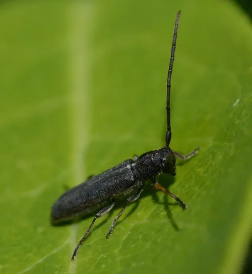 Phytoecia cylindrica - photo 7