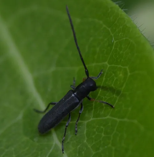 Phytoecia cylindrica - photo 8