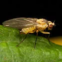 Phytoliriomyza dorsata