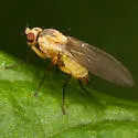 Phytoliriomyza dorsata - photo 2