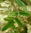 Phytoliriomyza felti - Phytoliriomyza felti