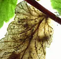 Phytoliriomyza felti - photo 2