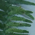 Phytoliriomyza felti - photo 5