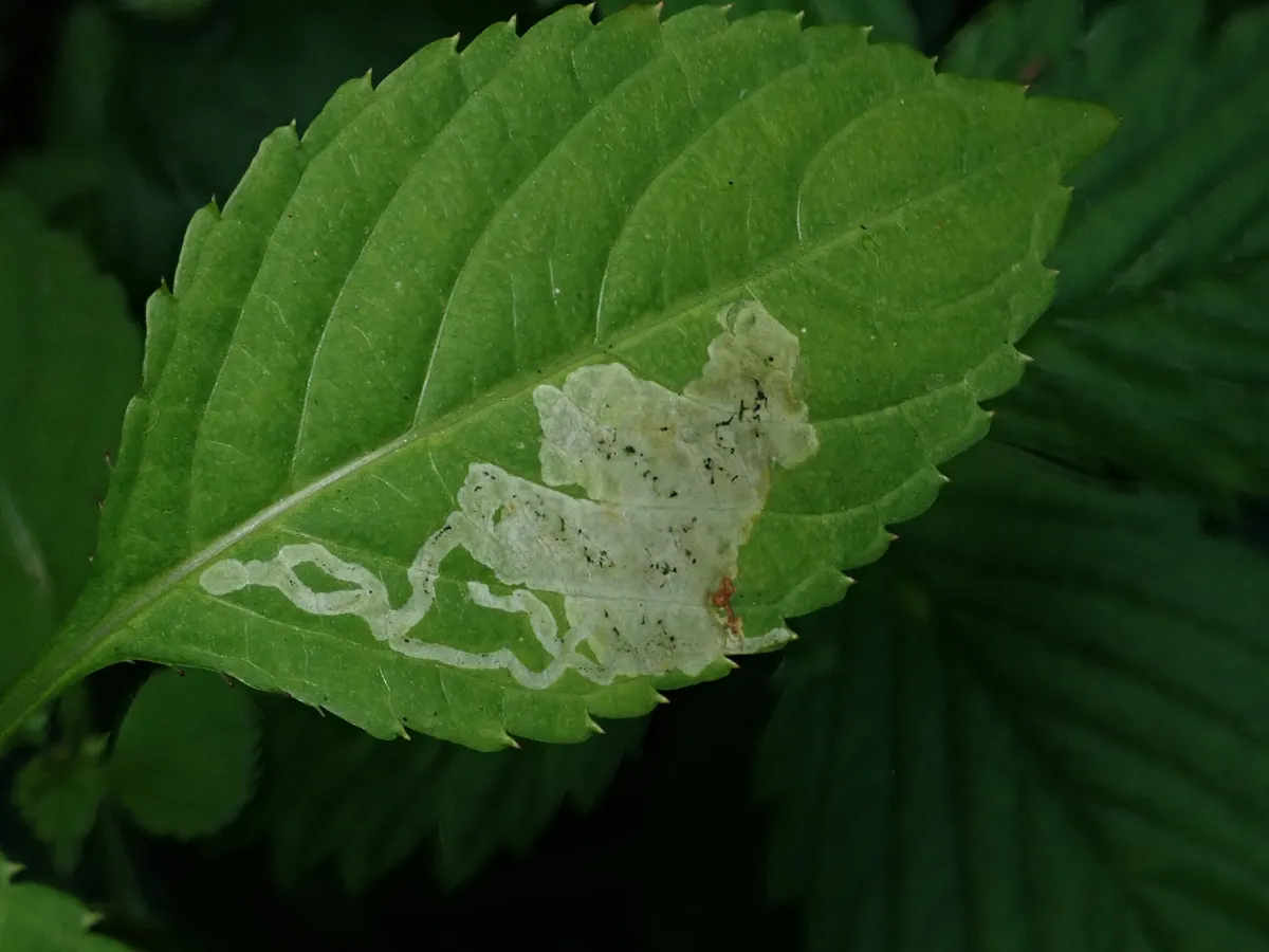 Phytoliriomyza melampyga - photo 3