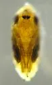 Phytoliriomyza pacifica