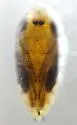 Phytoliriomyza pacifica - photo 2
