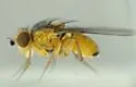 Phytoliriomyza pacifica - photo 3