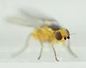 Phytoliriomyza pacifica - photo 4