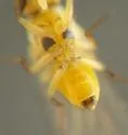 Phytoliriomyza pacifica - photo 5