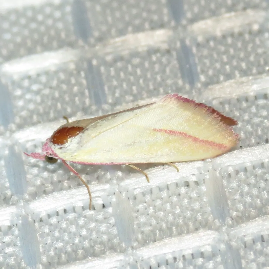 Phytometra apicata - Hodges#8482 - photo 2