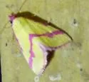 Ernestine's Moth - Hodges#8480