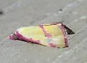 Ernestine's Moth - Hodges#8480 - photo 2