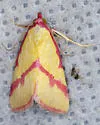 Ernestine's Moth - Hodges#8480 - photo 3