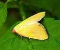 Ernestine's Moth - Hodges#8480 - photo 4