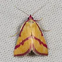 Ernestine's Moth - Hodges#8480 - photo 5