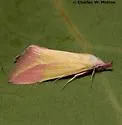 Phytometra obliqualis - Hodges#8483