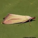 Phytometra obliqualis - Hodges#8483 - photo 2