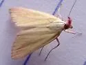 Phytometra obliqualis - Hodges#8483 - photo 4