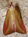 Phytometra obliqualis - Hodges#8483 - photo 5