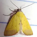 Phytometra orgiae - Hodges#8484 - photo 2