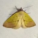 Phytometra orgiae - Hodges#8484 - photo 3
