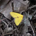 Phytometra orgiae - Hodges#8484 - photo 4