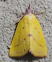Phytometra orgiae - Hodges#8484 - photo 5