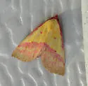 Pink-Bordered Yellow - Hodges#8481