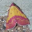 Pink-Bordered Yellow - Hodges#8481 - photo 2