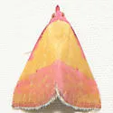 Pink-Bordered Yellow - Hodges#8481 - photo 3