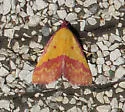 Pink-Bordered Yellow - Hodges#8481 - photo 4