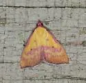 Pink-Bordered Yellow - Hodges#8481 - photo 5