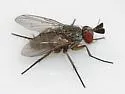 Phytomyptera flavipes